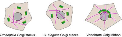 The Physiological Functions of the Golgin Vesicle Tethering Proteins